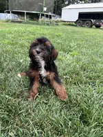 Teddy, a female Yorkipoo for sale in Canton, SD – 1 of 7