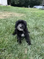 Troy, a male Yorkipoo for sale in Canton, SD – 6 of 8