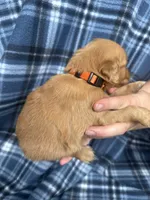Victor, a male Golden Retriever for sale in Canton, SD – 2 of 4