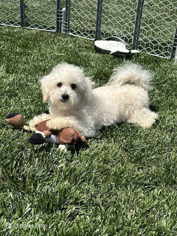 Indo – Bichpoo puppy for sale in Canton, SD