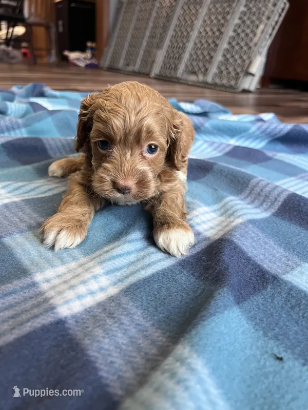 Flora – Cockapoo puppy for sale in Canton, SD