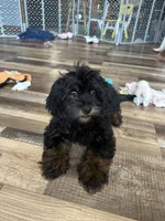 Colt, a male Shihpoo for sale in Canton, SD – 4 of 7
