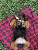 Teddy, a female Yorkipoo for sale in Canton, SD – 6 of 7