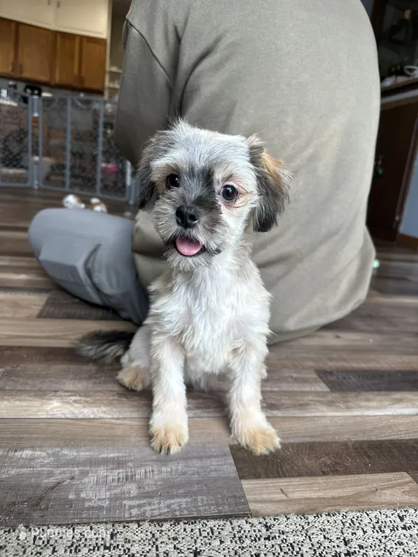 West – Shorkie puppy for sale in Canton, SD