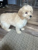 Dani, a female Cockapoo for sale in Canton, SD – 3 of 8