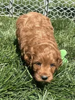 Prince , a male Miniature Goldendoodle for sale in Canton, SD – 4 of 10