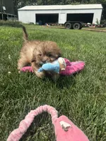 Usher, a male Shihpoo for sale in Canton, SD – 2 of 9