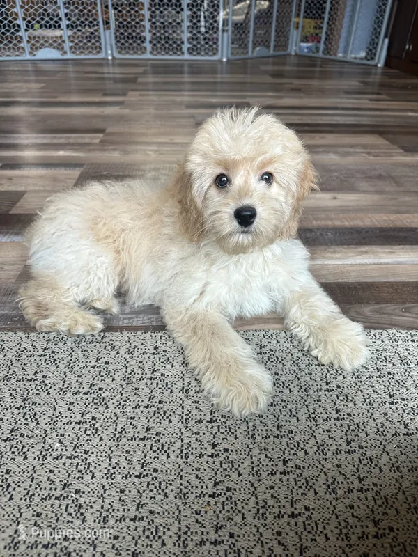 Dani – Cockapoo puppy for sale in Canton, SD