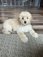 Dani, a female Cockapoo for sale in Canton, SD – 1 of 8