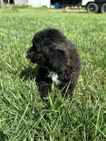 Bamby, a female Bichpoo for sale in Canton, SD – 8 of 8