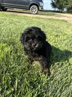 Colt, a male Shihpoo for sale in Canton, SD – 8 of 10