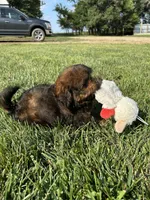 Crew, a male Shihpoo for sale in Canton, SD – 10 of 10