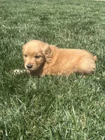 Victor, a male Golden Retriever for sale in Canton, SD – 7 of 10