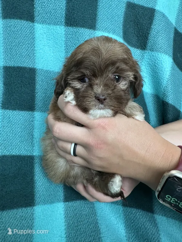 Usher – Shihpoo puppy for sale in Canton, SD