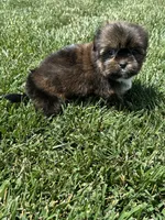 Sven, a male Shorkie for sale in Canton, SD – 6 of 10