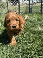 Prince , a male Miniature Goldendoodle for sale in Canton, SD – 3 of 10