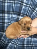 Valarie, a female Golden Retriever for sale in Canton, SD – 4 of 5