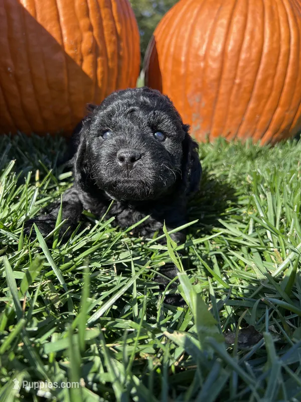 Kara – Cockapoo puppy for sale in Canton, SD