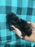Unity, a female Shihpoo for sale in Canton, SD – 4 of 4