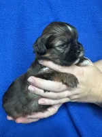 Scout, a male Shorkie for sale in Canton, SD – 2 of 5