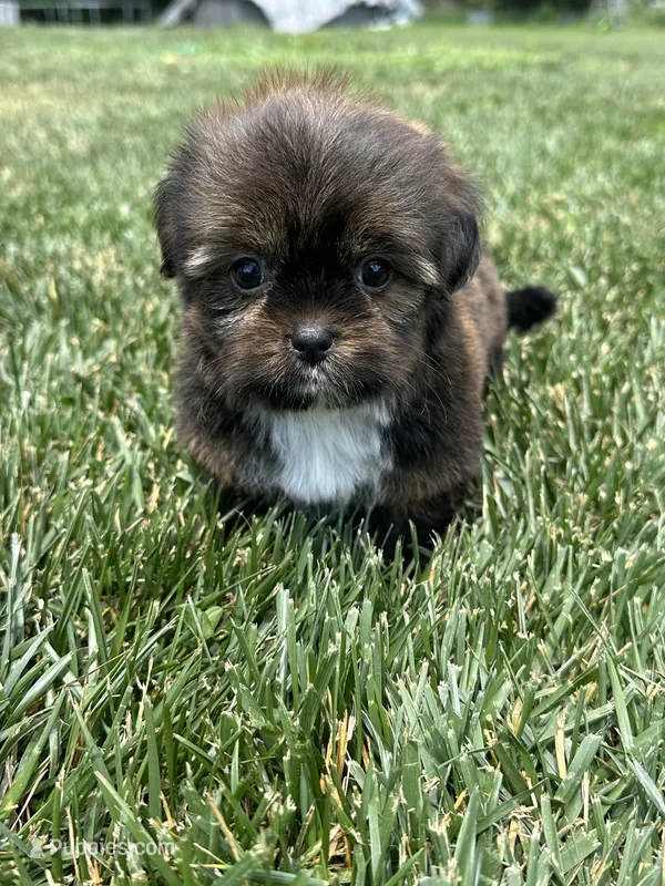Sven – Shorkie puppy for sale in Canton, SD