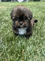 Sven, a male Shorkie for sale in Canton, SD – 1 of 10