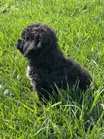 Birdie, a female Bichpoo for sale in Canton, SD – 6 of 9