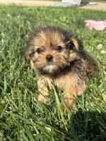 Wrenlee, a female Shorkie for sale in Canton, SD – 2 of 8