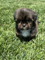 Sven, a male Shorkie for sale in Canton, SD – 3 of 10