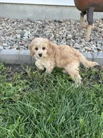 Demi, a female Cockapoo for sale in Canton, SD – 2 of 8