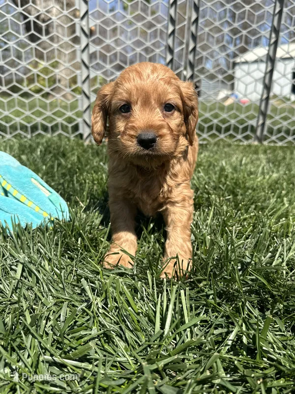 Peter – Miniature Goldendoodle puppy on hold in Canton, SD