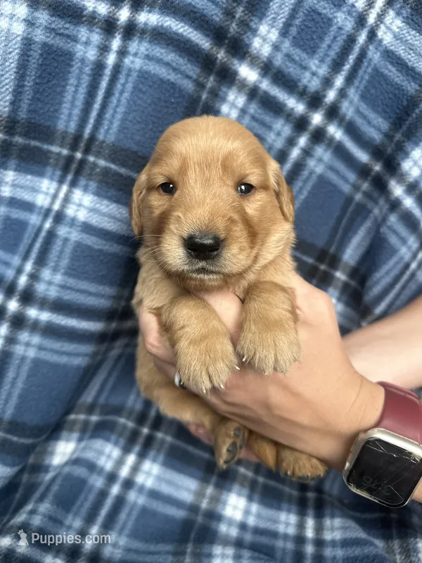 Viggo – Golden Retriever puppy for sale in Canton, SD