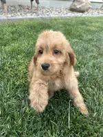 DJ, a male Cockapoo for sale in Canton, SD – 7 of 7