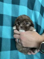 Usher, a male Shihpoo for sale in Canton, SD – 4 of 5