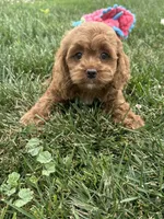 Aspen, a female Cockapoo for sale in Canton, SD – 4 of 7