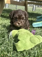 Rain, a female Shihpoo for sale in Canton, SD – 2 of 9