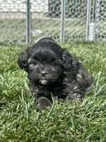 Reese, a female Shihpoo for sale in Canton, SD – 4 of 10