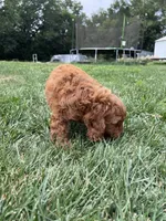 Aslan, a male Cockapoo for sale in Canton, SD – 4 of 7