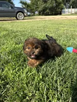 Crew, a male Shihpoo for sale in Canton, SD – 5 of 10