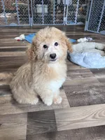 Hank, a male Poochon for sale in Canton, SD – Photo 4 of 5