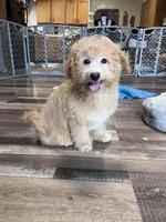 Hank, a male Poochon for sale in Canton, SD – Photo 2 of 5