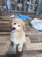 Hank, a male Poochon for sale in Canton, SD – Photo 1 of 5