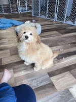 Hank, a male Poochon for sale in Canton, SD – Photo 3 of 5