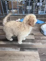 Hank, a male Poochon for sale in Canton, SD – Photo 5 of 5