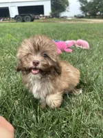 Usher, a male Shihpoo for sale in Canton, SD – 8 of 9