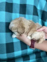 Ulla, a female Shihpoo for sale in Canton, SD – 3 of 4