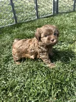 Reed, a male Shihpoo for sale in Canton, SD – 4 of 8