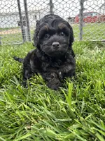 Queen, a female Cockapoo for sale in Canton, SD – 2 of 8