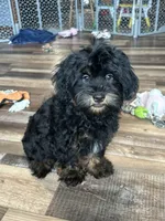 Colt, a male Shihpoo for sale in Canton, SD – 2 of 7