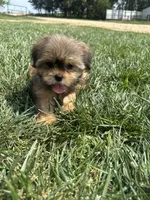 West, a female Shorkie for sale in Canton, SD – 2 of 6